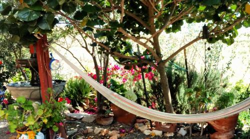a hammock in a garden with flowers and plants at Vinofilia Wine Country Inn in Valle de Guadalupe