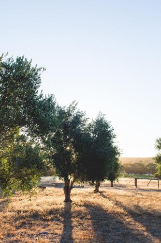 a group of trees sitting in a field at Empire Spa Retreat in Dunsborough