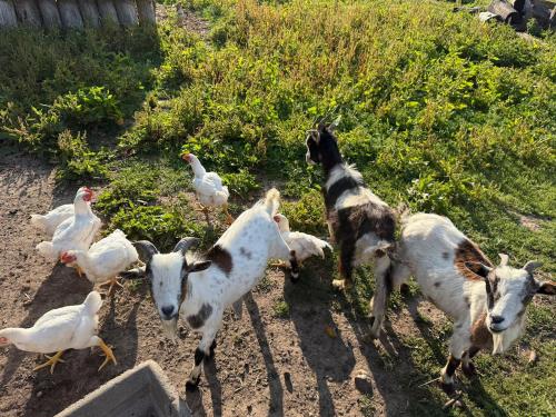 a group of goats and chickens standing in the grass at romantic house in Poelkapelle