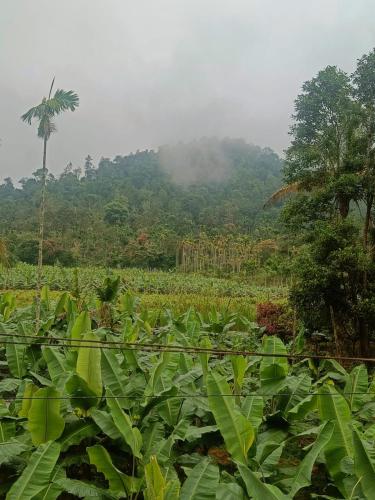 a field of green plants with a palm tree in the background at Nostalgia Homestay in Vythiri