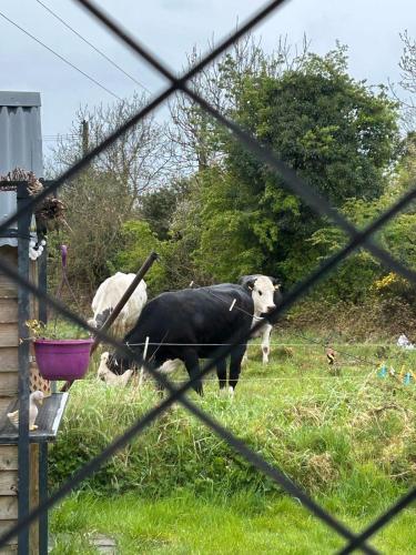 two cows standing in a field behind a fence at Katie's Cosy Cottage in Ballyjamesduff