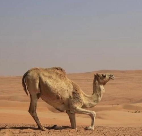 豪华帐篷内部或周边的动物