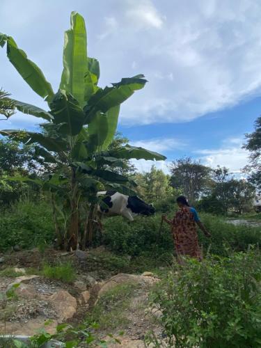 a man and a cow standing next to a banana tree at Irishhome stay in Hosūr