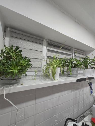 a row of potted plants sitting on a window sill at Guest House in Talghar