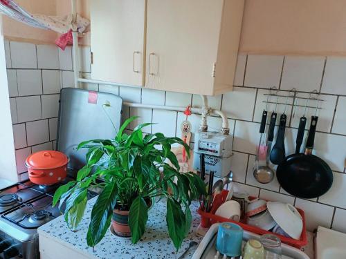 un bancone della cucina con una pianta sul bancone di Genius a Chişinău