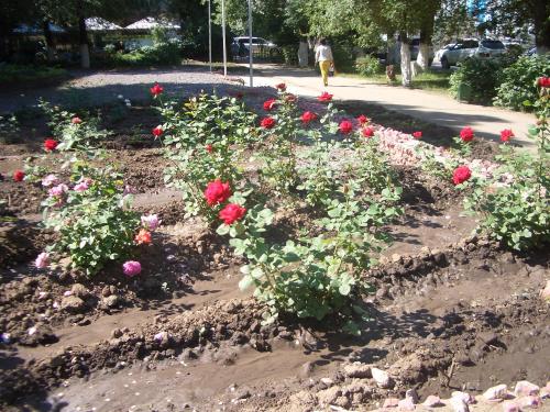 a flower garden with red roses in the dirt at Гостиница ИЛЕК in Aktobe
