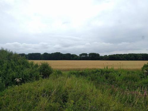 a field with a field of grass and trees at 2 person holiday home in Otterup in Otterup