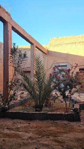 a building with two plants in front of it at Dar salam in Mhamid