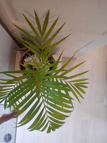 Fotografie z fotogalerie ubytování Bungalow " Man Doudou" v destinaci Les Abymes