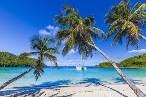 two palm trees on a beach with a boat at Turtle Nest Mayreau in Mayreau