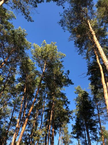 a group of tall trees against a blue sky at Готельно-ресторанний комплекс Загадка in Khmelʼnytsʼkyy