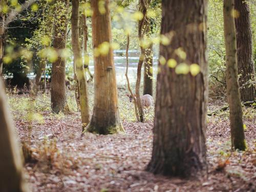 a deer walking through a forest of trees at Jacobs Folly-Qu7115 in Melton Constable
