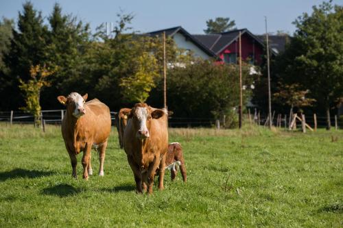 two cows and a baby cow standing in a field at Landgasthof Gut Marienbildchen in Roetgen