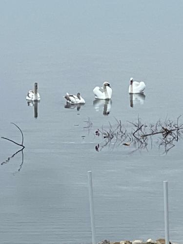 صورة لـ N' This on the Bay -Vacation Suite في ويارتون