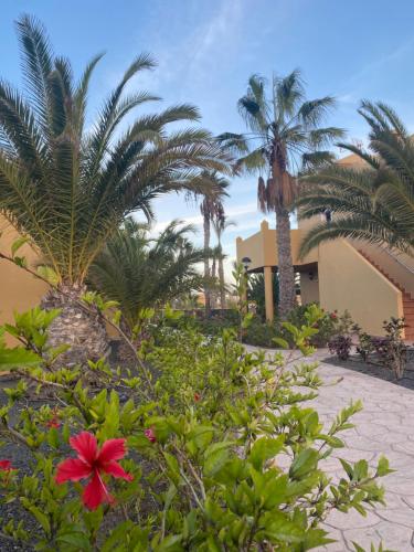 Apartamentos Corralejo Playa Oasis