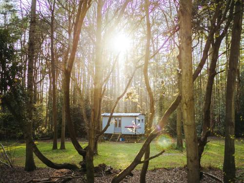 a cabin in the woods with the sun shining through the trees at Goosewing Hut-Qu7072 in Melton Constable