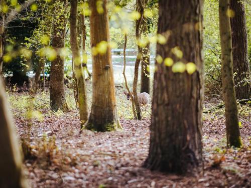 a squirrel walking through a forest of trees at Goosewing Hut-Qu7072 in Melton Constable