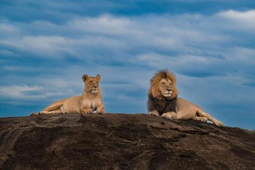 Animales en el lodge o alrededores