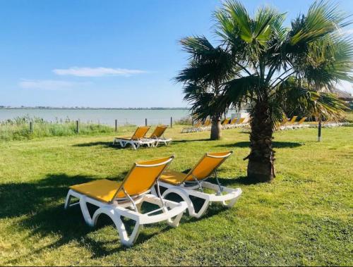 a group of chairs and a palm tree on the beach at Bungalow 507 3ch wifi Camping Siblu Lac de Rêves in Lattes