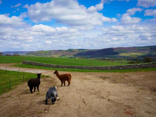 three goats and a horse on a dirt road at Lathkill Cottage in Bakewell