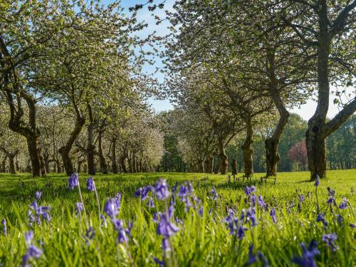 a row of trees with purple flowers in a field at Deer Cottage 1 Uk39330 in Biddenden