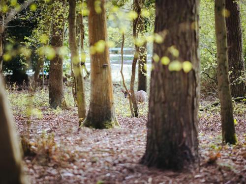 a deer walking through a forest of trees at Honeysuckle Hut-Qu7066 in Melton Constable