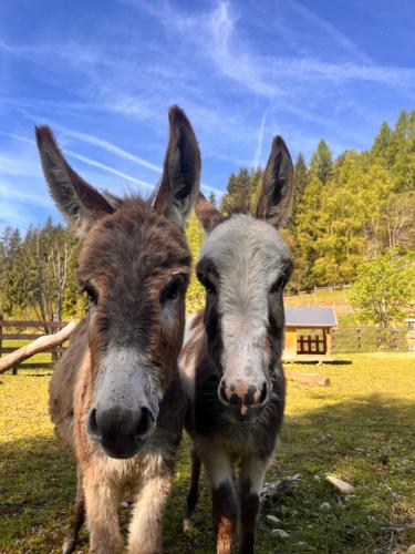 Ferienwohnung Lahnerhof