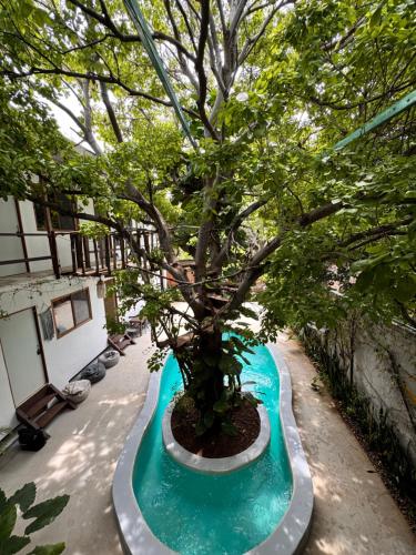 a bonsai tree in a blue pool in a building at Nanabi in Brisas de Zicatela