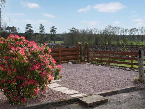 a garden with pink flowers in front of a fence at Criffel Cottage in Ruthwell