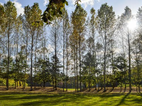 a group of trees in a field with the sun shining through at Deer Cottage 2 Uk39332 in Biddenden