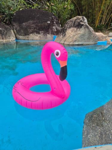 イリャベラにあるCamping & Cabanas Ilhabelaのピンクのフラミンゴが水たまりに浮かんでいる