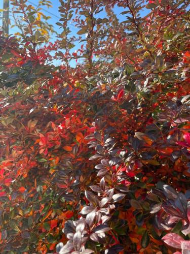 Gallery image of Casa Roșca in Tomşani