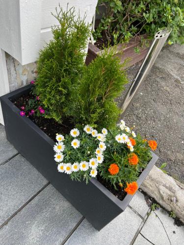モーシェーンにあるMosjøen Hotelの花や植物が詰まった黒いプランター