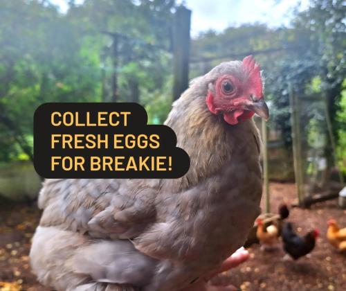 a chicken standing in the dirt with a sign that reads collect fresh eggs for breakfast at CABIN in hosts huge garden CHILD FRIENDLY with Hens Kittens firepit Marshmallows in Charing