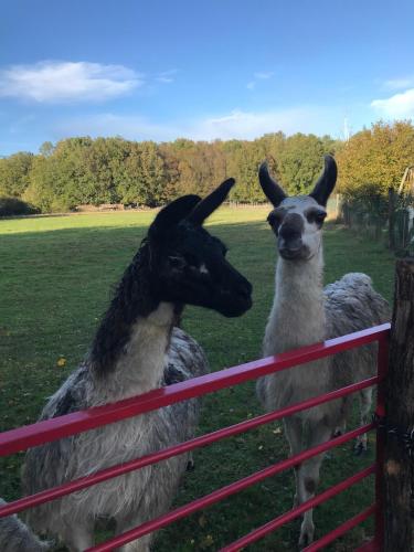 La Fermette Aux Lamas