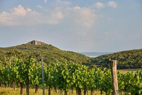a hill in the distance with a bunch of vines at Icce Borbirtok - Wine, Dine & Rest in Monoszló