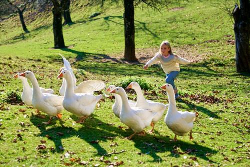 een klein meisje dat achter een groep ganzen aan rent bij Boutique Tourist Farm Hrovat in Frankolovo