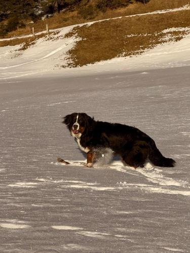 a black dog laying in the snow at Ferienwohnung Schweizer Sennenhund in Nauders