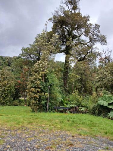 un parque con un banco y un árbol grande en Refugio del bosque, en Chaitén