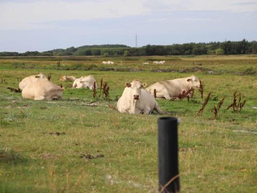 a herd of white cows laying in a field at 14 person holiday home in Sæby in Sæby