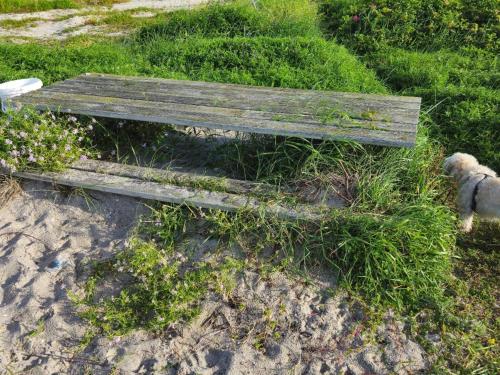 a dog standing next to a wooden bench in the grass at 14 person holiday home in Sæby in Sæby