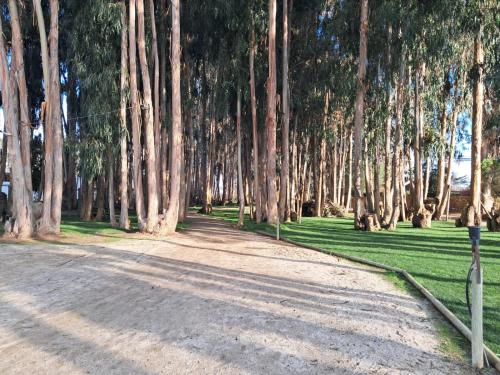 a tree lined road with a lot of trees at Departamento Costa Algarrobo Norte in Mirasol