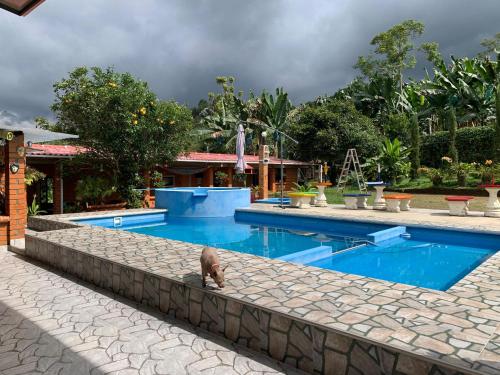 a dog swimming in a swimming pool at Villa Pospon in Buga