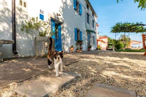 un gato caminando por una acera frente a un edificio en Haus Gaia, en Rabac