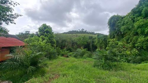 a lush green field next to a house in a forest at Chamim Apartments Koh Lanta ชามิม in Phra Ae beach