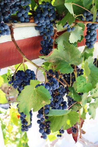 a bunch of grapes hanging on a vine at Villa PANGALIS Romantica in Kato Pavliana