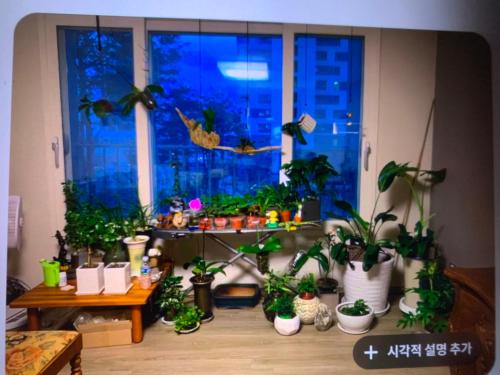 a room filled with potted plants in front of a window at 혼자 여행하는 여성을 위한 안전한 숙소 