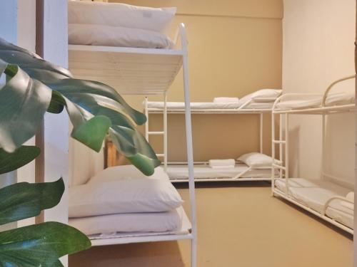 a room with three bunk beds and a plant at Pierside Inn in Cebu City