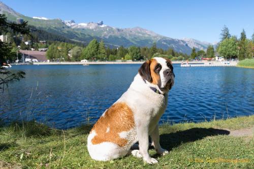 a dog sitting on the grass next to a lake at Hotel La Prairie in Crans-Montana