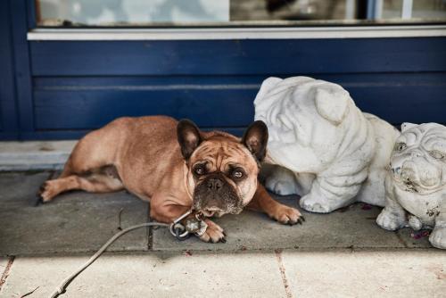 a dog laying on the floor next to two statues at Danhostel Sandvig in Sandvig